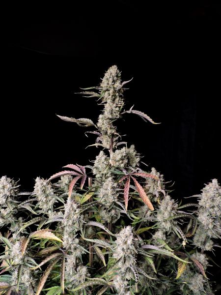 Buy Gorilla Zkittlez Auto Cannabis Seeds | Fast Buds