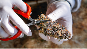 How to Harvest Cannabis Plants Ultimate Guide