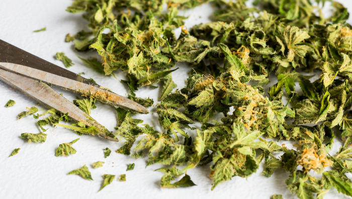 Cannabis-t rim – Hva skal du gjøre med cannabis-trim og solblader?