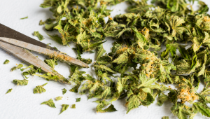 Kannabisafskurður - Hvað Á Að Gera Við Afskurð Og Viftublöð?