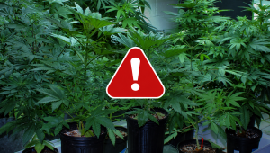 Cómo prepararse para emergencias en el cultivo indoor