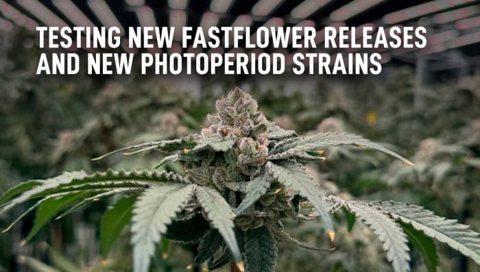 Testando os Novos Lançamentos Fastflower e Novas Variedades Fotoperiódicas