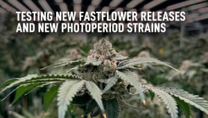 Testando os Novos Lançamentos Fastflower e Novas Variedades Fotoperiódicas