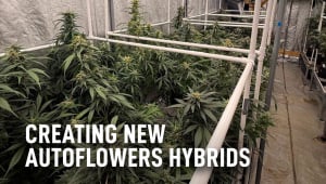 Création de nouveaux hybrides autofloraison