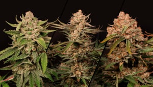 Cherry Cola Auto: The Next Generation Takes Shape
