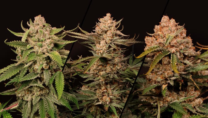 Cherry Cola Auto The Next Generation Takes Shape