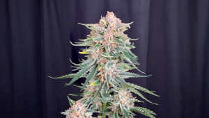 Cherry Cola RF3 Near Harvest: Locking In Color, Terpenes, and Stability