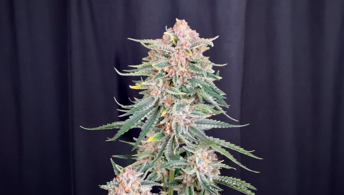 Cherry Cola RF3 Vicina al Raccolto: Fissare Colore, Terpeni e Stabilità