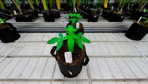 Lemon Cherry Cookies Auto: The Next Generation Under Evaluation