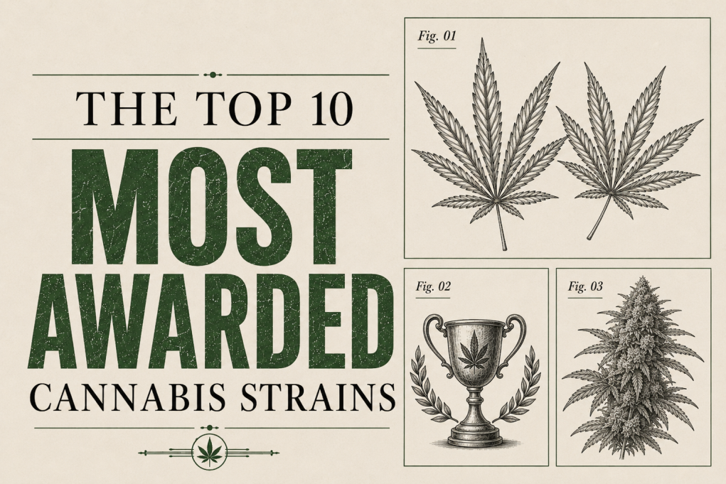 Top 10 de las variedades de cannabis más premiadas