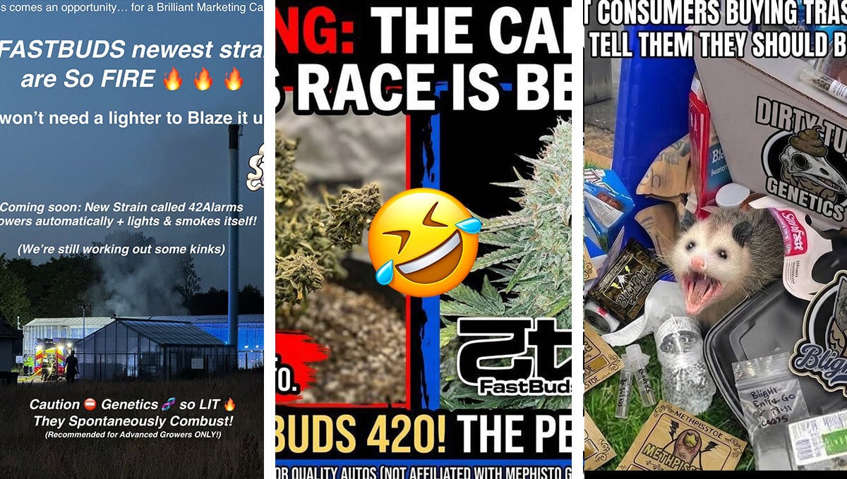 Rebbieċa r-Rebbieħa tal-Konkors tal-Memes ta’ Settembru fuq Discord!