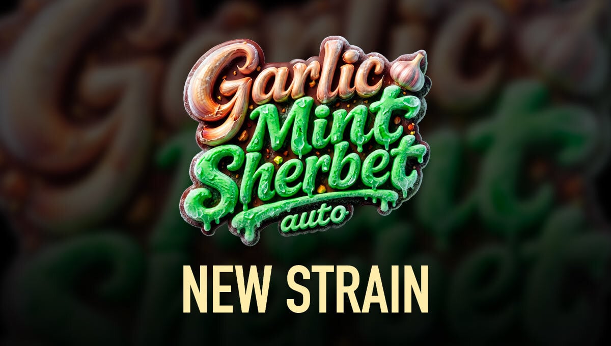 Novo Lançamento Exclusivo: Garlic Mint Sherbet Auto