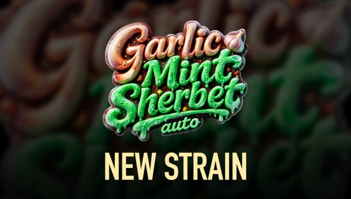Nieuwe Exclusieve Strain Drop: Garlic Mint Sherbet Auto