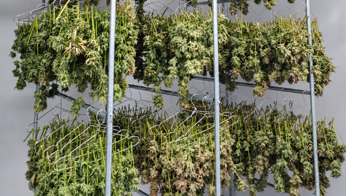 Kuinka kuivata kannabiksen kukinnot