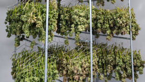 Come Essiccare le Cime di Cannabis