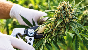 Sådan høster du autoflowering cannabisplanter