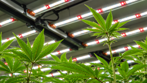 Můžete pěstovat samonakvétací odrůdy pod LED osvětlením?