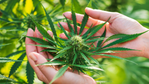 Las 4 principales razones para cultivar tu propio cannabis