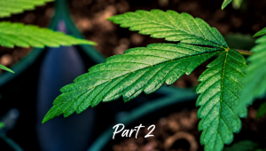 Hvordan dyrke cannabis innendørs: En nybegynnerguide - 2026 (Del 2)