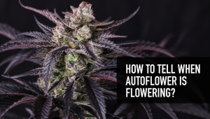 Wie man erkennt, wann eine Autoflower blüht: Wöchentlicher Grow-Guide