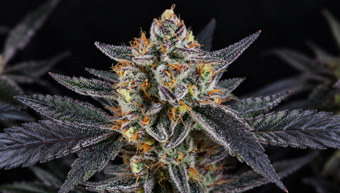 Πώς να Καταλάβετε αν το Autoflower Σας Είναι Έτοιμο για Συγκομιδή