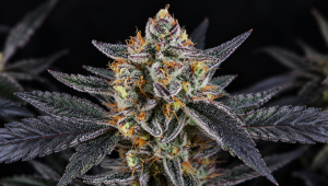 Πώς να Καταλάβετε αν το Autoflower Σας Είναι Έτοιμο για Συγκομιδή