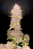 Instagram Purple Haze Auto™