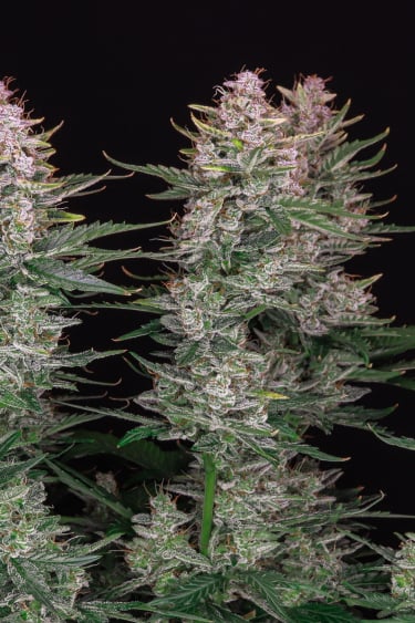 Instagram Sour Diesel Auto