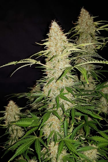 Instagram Jack Herer Auto