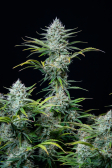 Instagram White Widow Auto