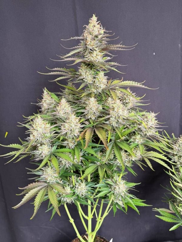 Instagram Trainwreck Auto