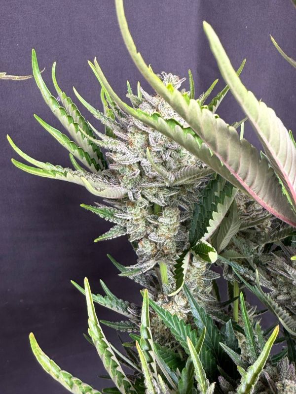 Instagram Trainwreck Auto