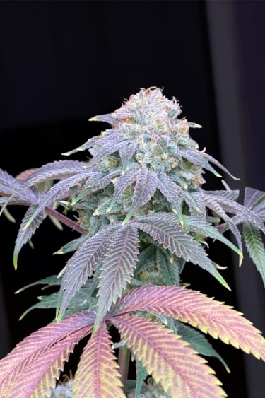 Instagram Lemon Mandarin