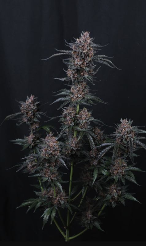 Instagram Cherry Cookies Trial Pack