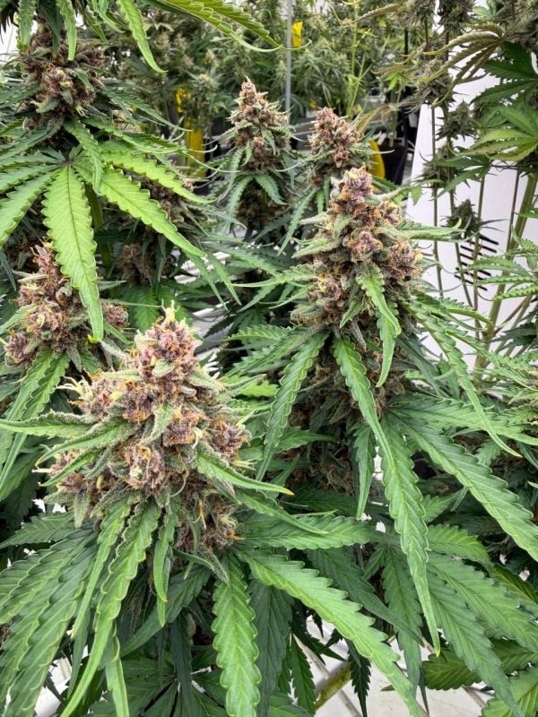 Instagram Afghan Kush Auto