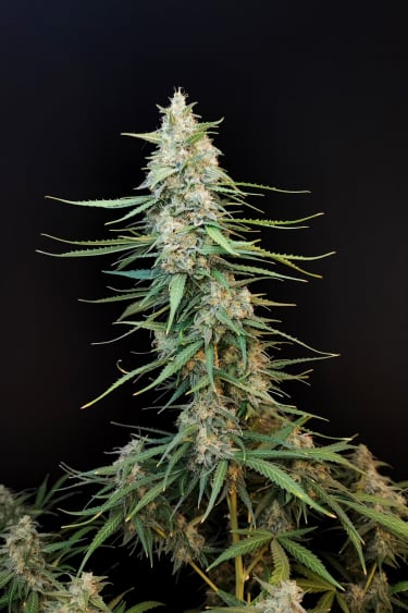 Instagram Sour Diesel Auto