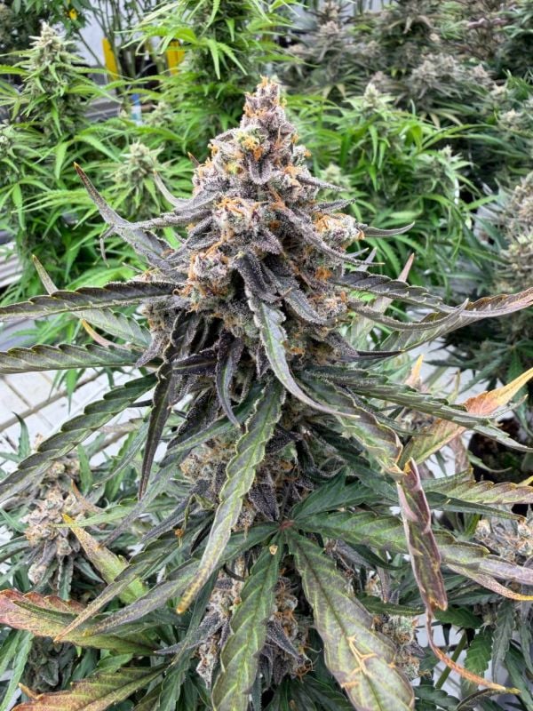 Instagram Big Bud Auto