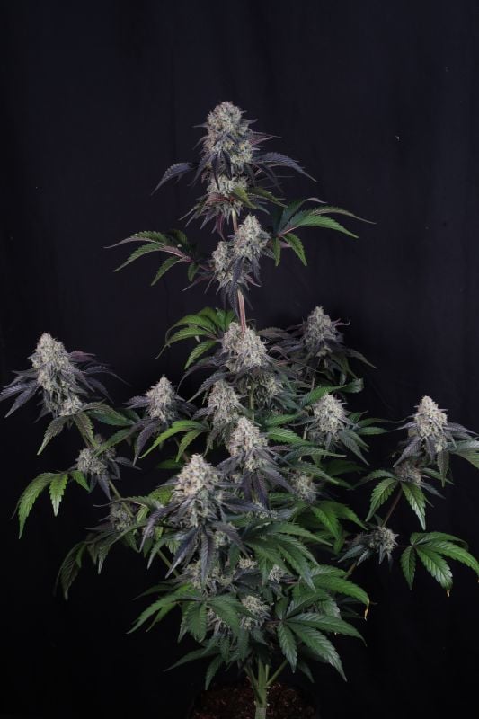 Instagram Sundae Frost Auto