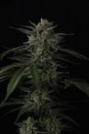 Instagram Banana Guava Auto™
