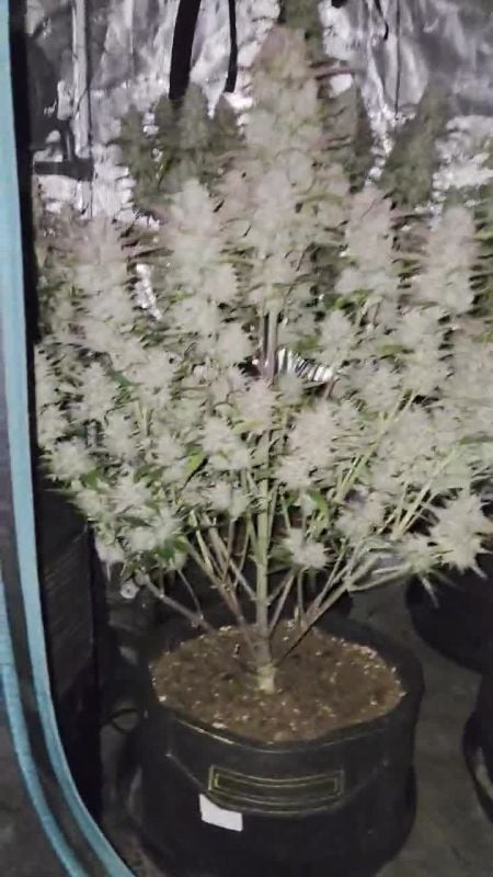 Strawberry Gorilla Auto @djodjoo27 DIS 