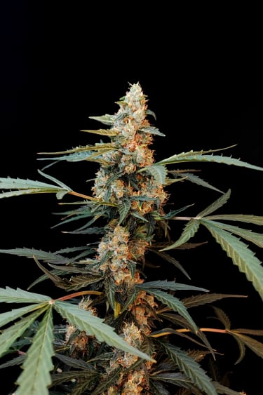 Instagram Northern Lights Auto