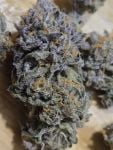Instagram Strawberry Gorilla Auto RF3™