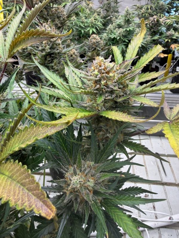 Instagram Chemdawg Auto