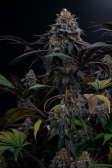 Instagram Lemon Cherry Runtz™
