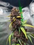 Instagram Purple Lemonade Auto RF3™