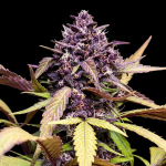 Instagram Purple Lemonade Auto RF3™