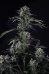 Instagram Banana Guava Auto™