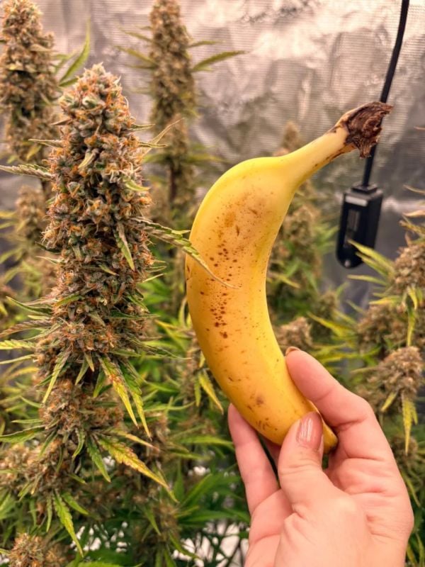 Instagram Gelato Auto