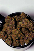 Instagram Purple Haze Auto™