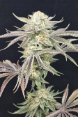 Instagram Gorilla Melon™
